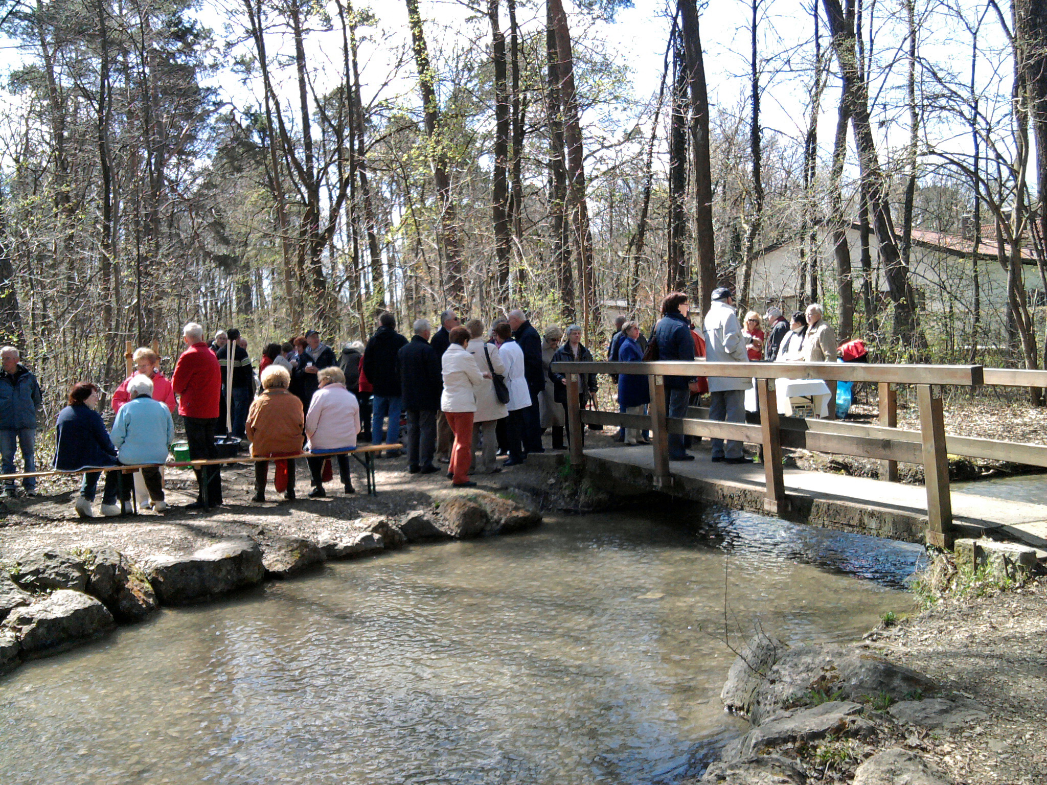 Biene-Maja-Linde pflanzen